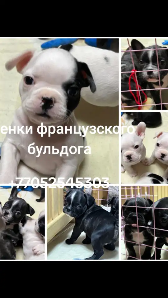 Ищем хозяина для ребят, фотография 1