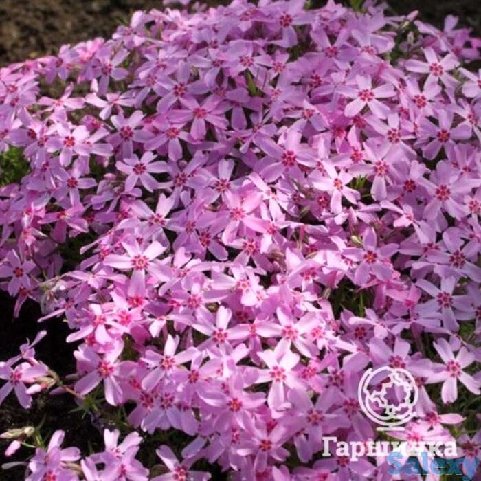 Флокс шиловидный Марджори, фотография 1