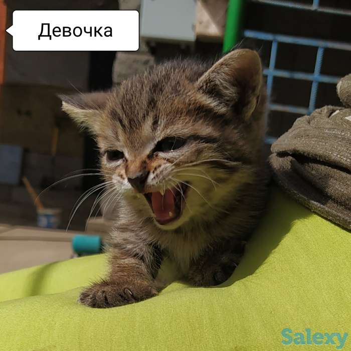 Отдам замечательных котят в добрые руки! Бесплатно! Мама тайская кошка, фотография 4