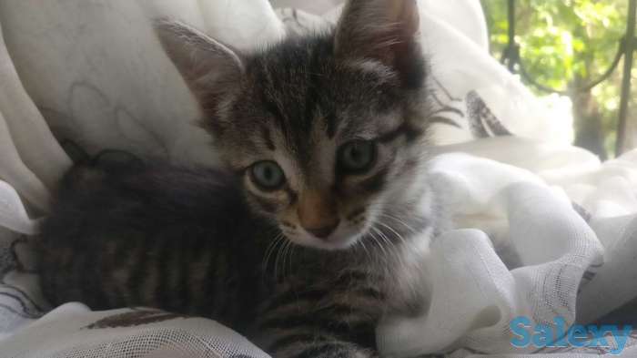 Отдам котят в заботливые руки, фотография 2