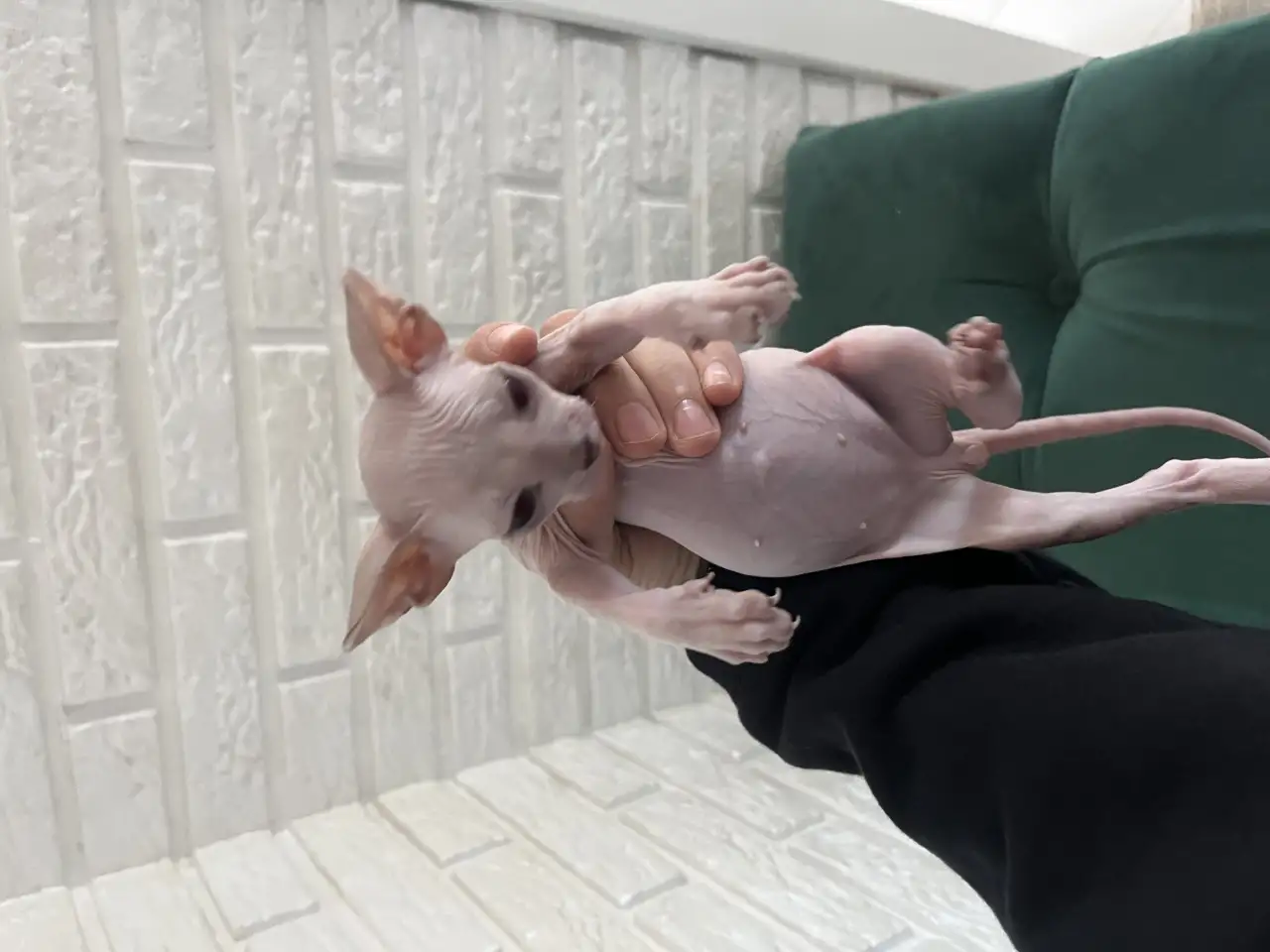 Продам котенка донского сфинкс, фотография 3