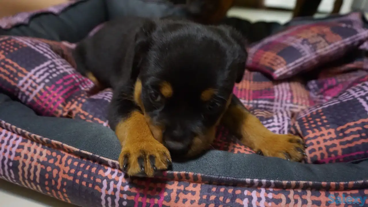 Продам, фотография 5