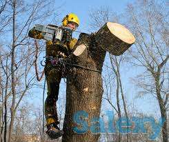 Спил деревьев, фотография 1
