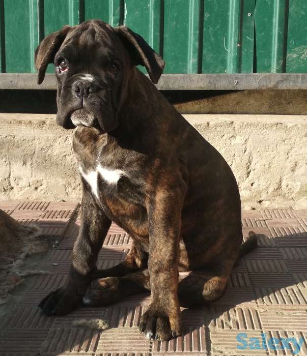 Продаются щенки немецкого боксера, фотография 1