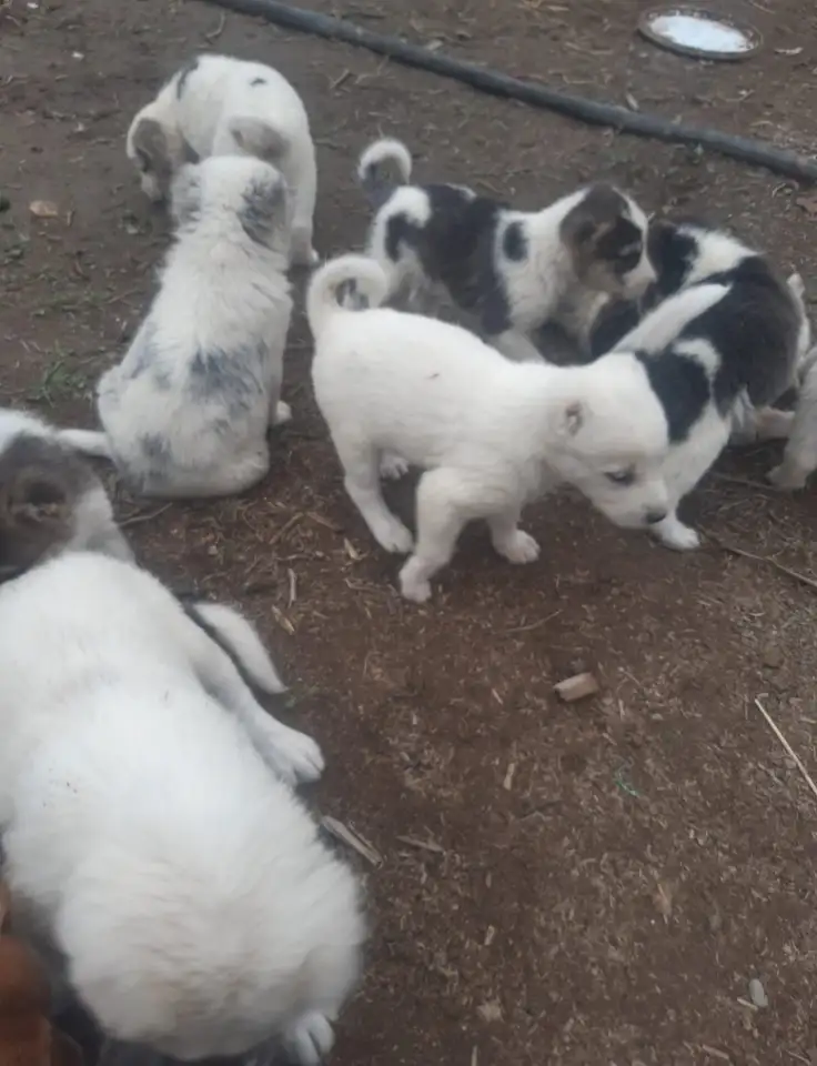 Продается ПАРОДИСТЫЕ щенки! Срочно, фотография 3