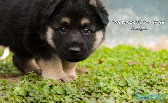 Щенки Восточноевропейской овчарки, фотография 4