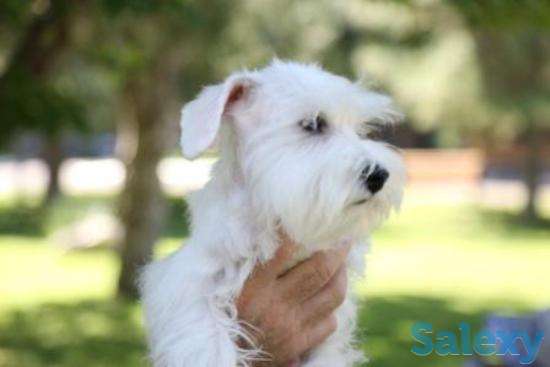 Щенки цвергшнауцера, фотография 3