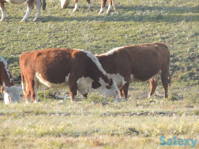 Племенные Герефорды, фотография 3