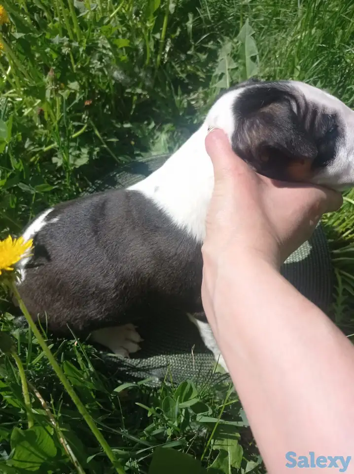 Миниатюрный бультерьер, фотография 8