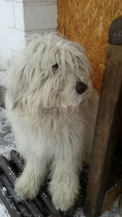 Продам щенков южнорусской овчарки, фотография 2