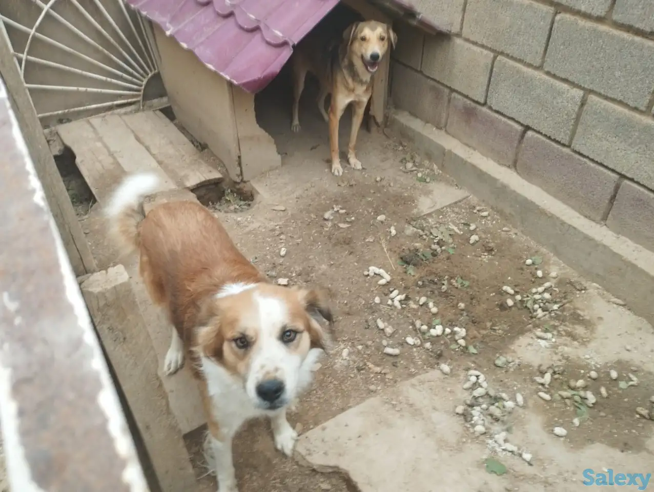 Отдам собаку в хорошие руки, фотография 1