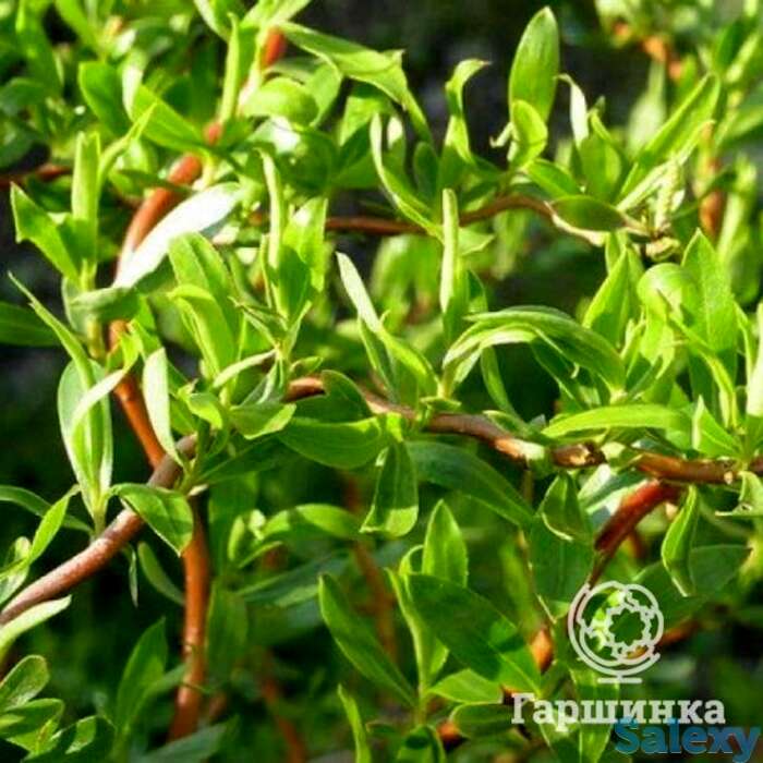 Ива эритрофлексуоза, фотография 1