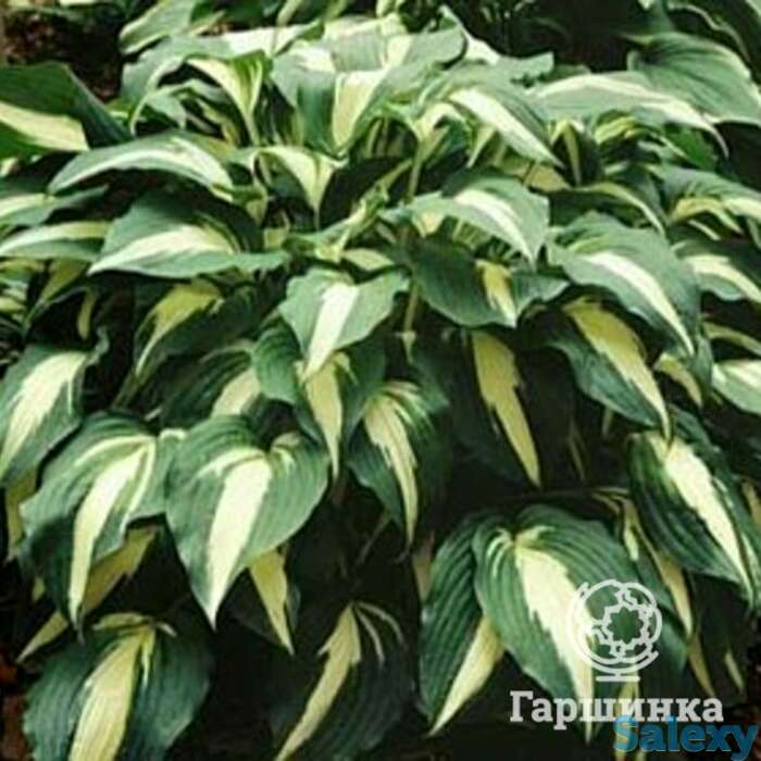 Хоста Найт бефо Крисмос (ML), фотография 1