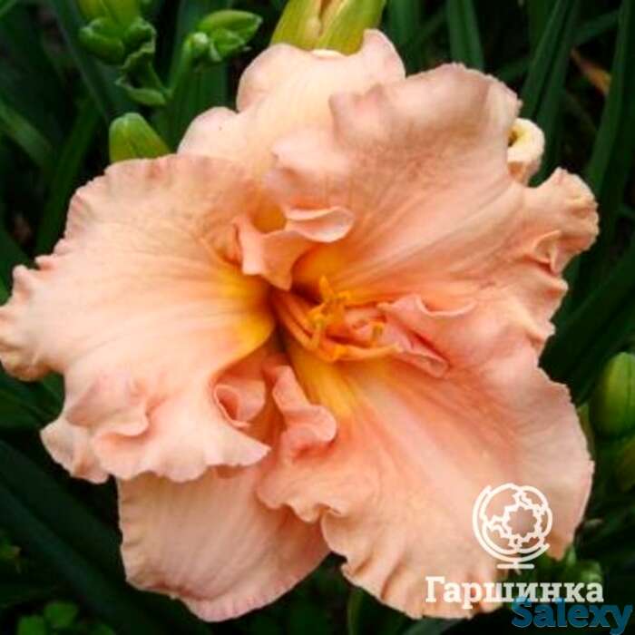 Лилейник Элизабет Солтер, фотография 1