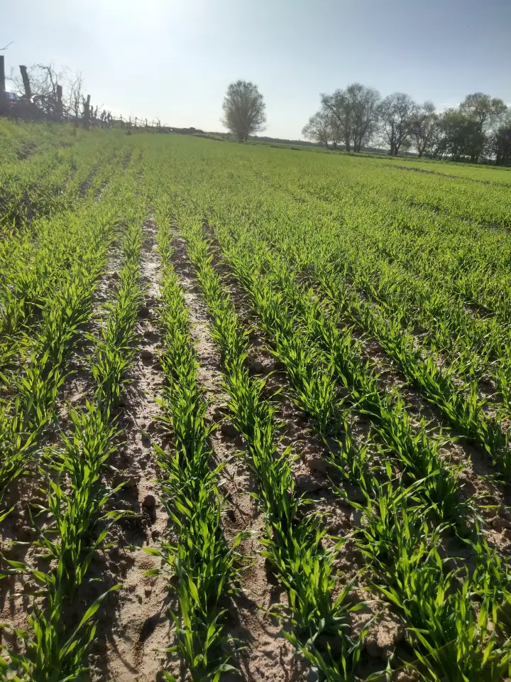 Продаю Ячмень Сорт Атлин Канадский В Меркенском районе, фотография 7