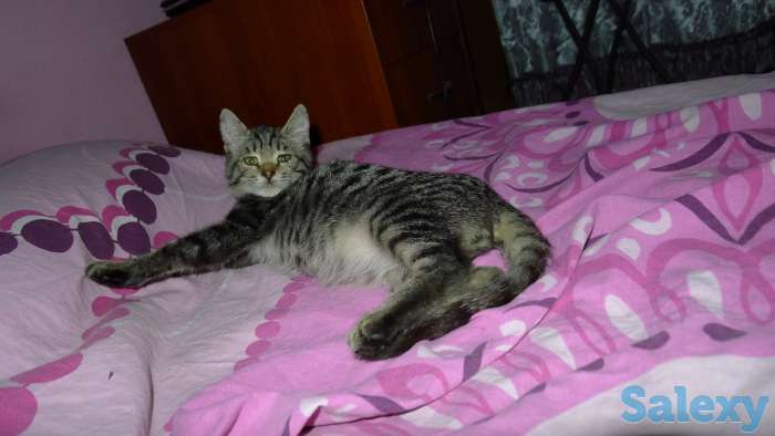Отдам в добрые руки 2,5 месячного серого тигрового котёнка, девочку., фотография 11