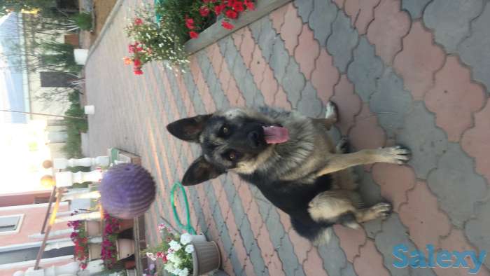 Пропала собака!!!, фотография 1