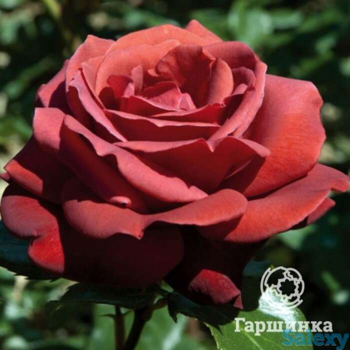 Роза терракота чайно-гибридная, топалович, фотография 1