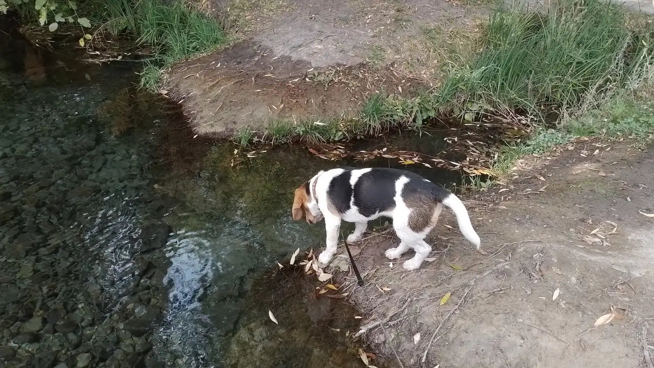 Бигль девочка 7,5 месяцев, фотография 4