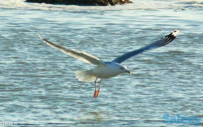 Видео-Фото, фотография 4