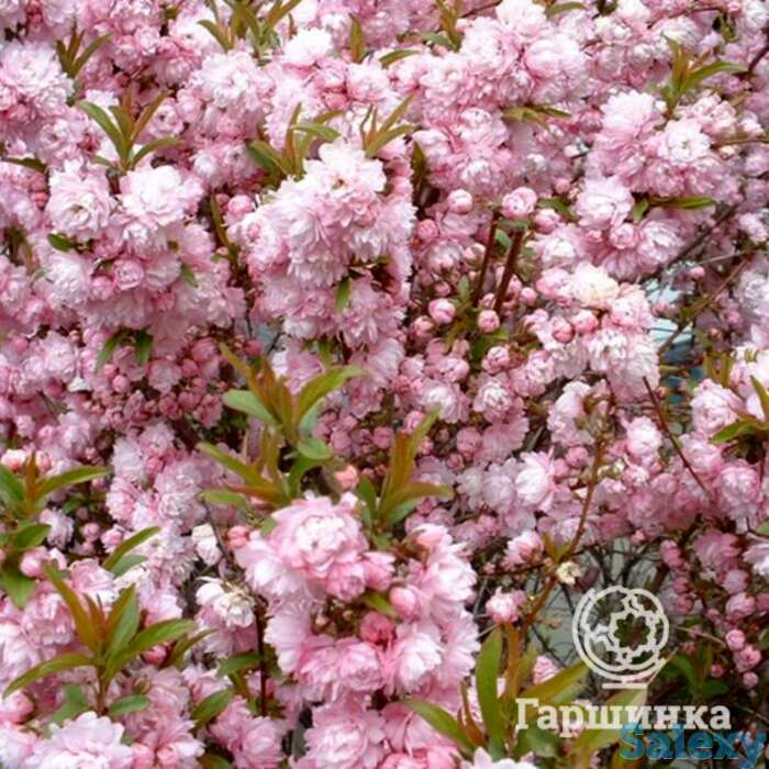 Дейция розеа плена, фотография 1