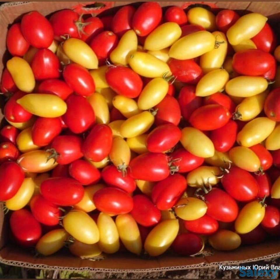 Рассада томатов, фотография 5