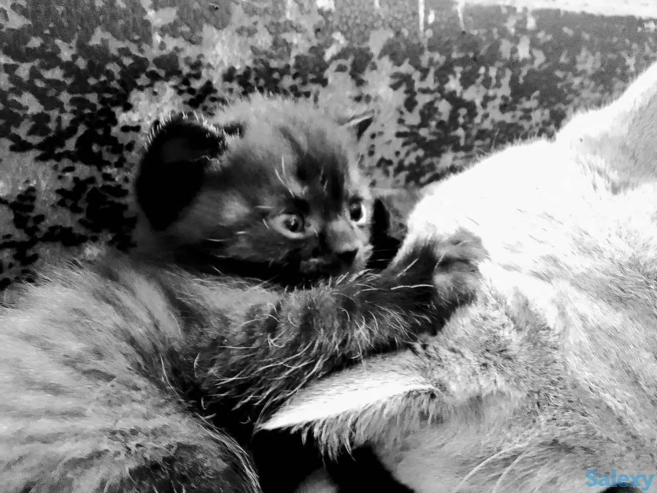 Породистый британский котенок, фотография 2