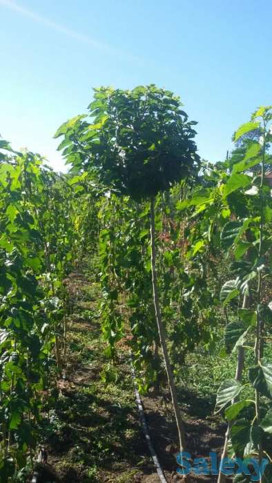 Саженец шелковицы - тутовника Сербия, фотография 3