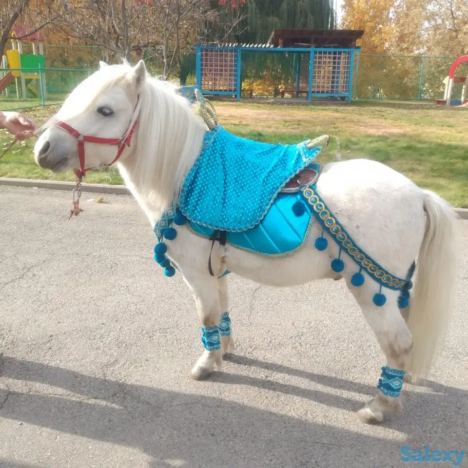 продам коня и пони, жеребят, фотография 1