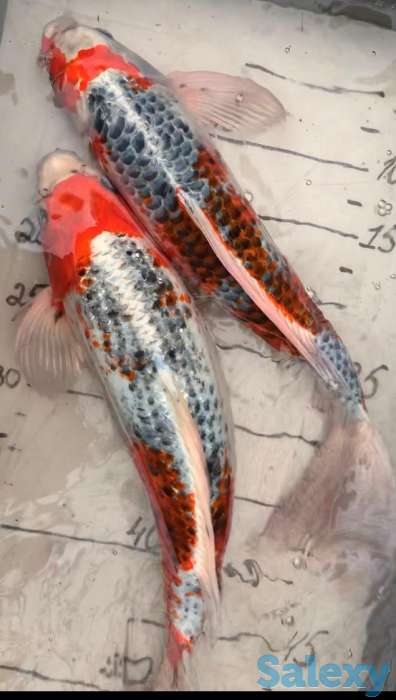 Карп Коя -малёк из собственного питомника, фотография 1