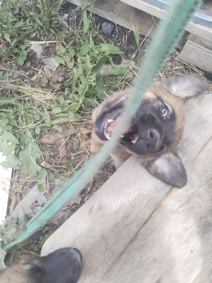 Щенки бельгийской овчарки, фотография 6