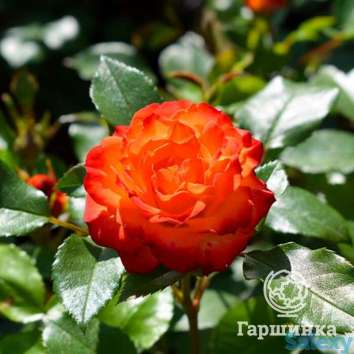 Роза санмейд миниатюрная, топалович, фотография 1