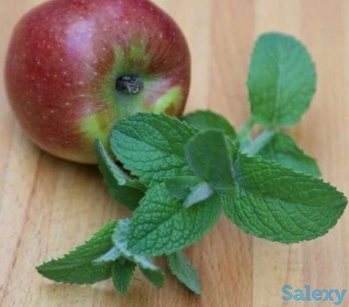 Мята яблочная., фотография 1
