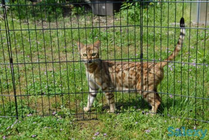 Котята бенгальские, фотография 3