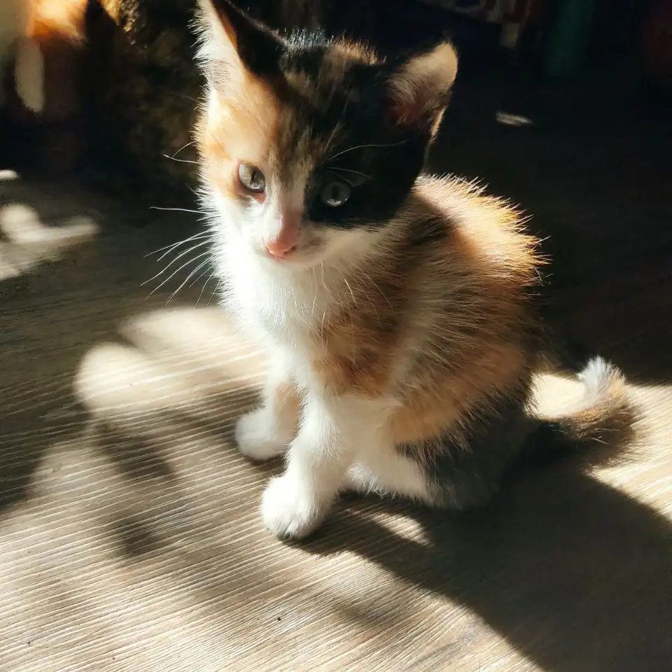 Отдам потрясающих котят в хорошие руки, можем помочь с доставкой, фотография 6