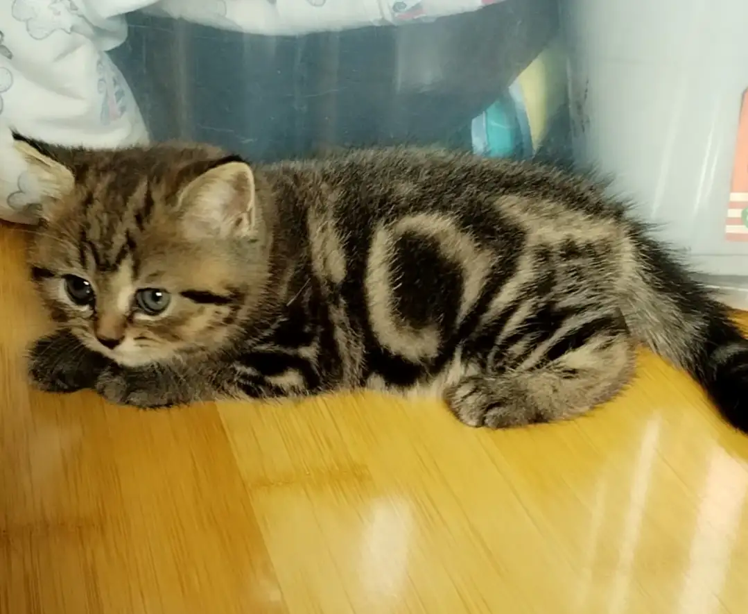 Продаются Шотландские котята, фотография 2