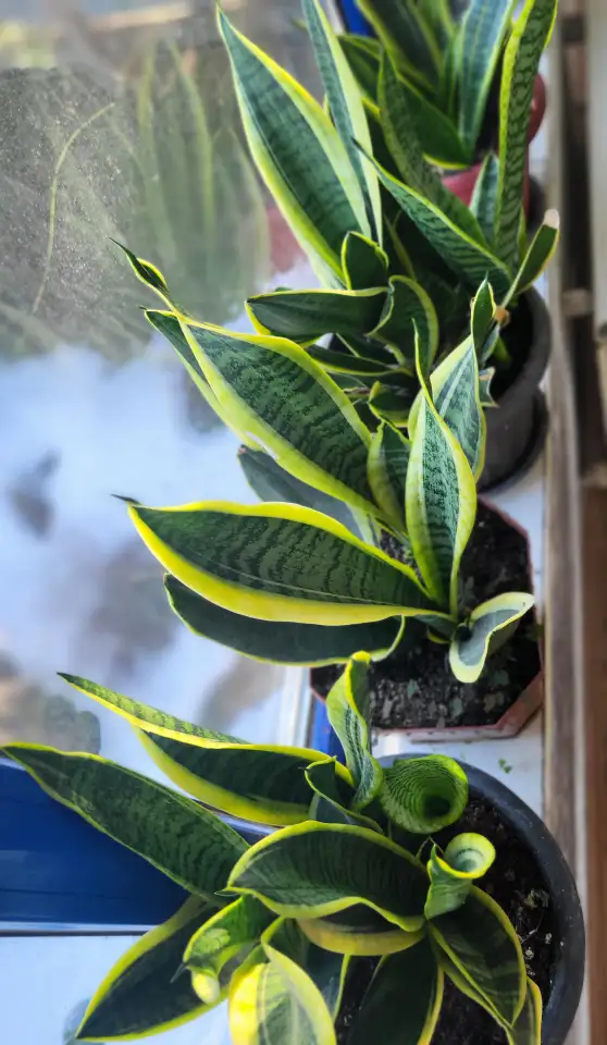 Продам Сансевиерию, фотография 7