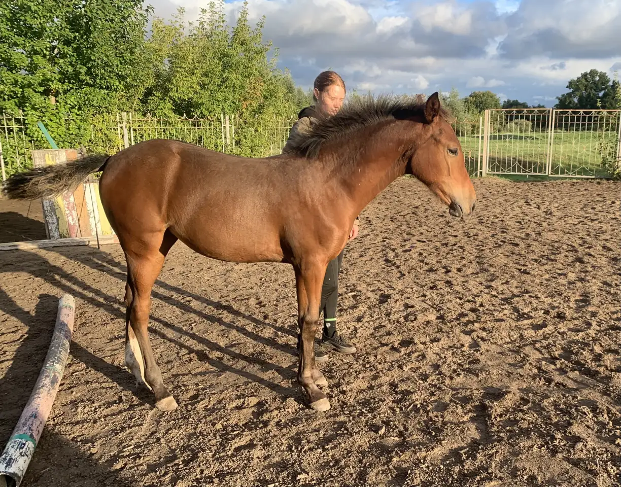 Продается полукровная донская кобылка, фотография 2