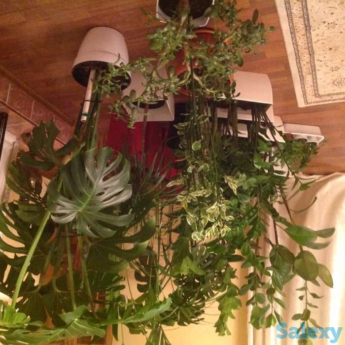 Продам комнатные растение большой выбор и разной высоты, фотография 1