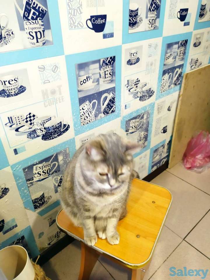Отдам кошку в добрые руки, фотография 1