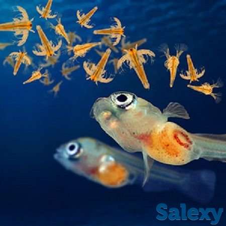 Активатор Цист Артемии, фотография 1