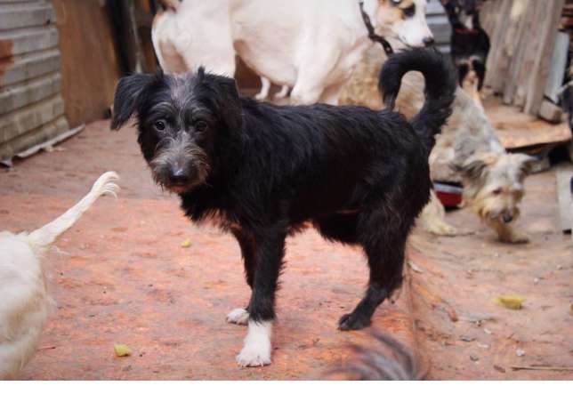 Фрейя ждет своих хозяев. , фотография 3