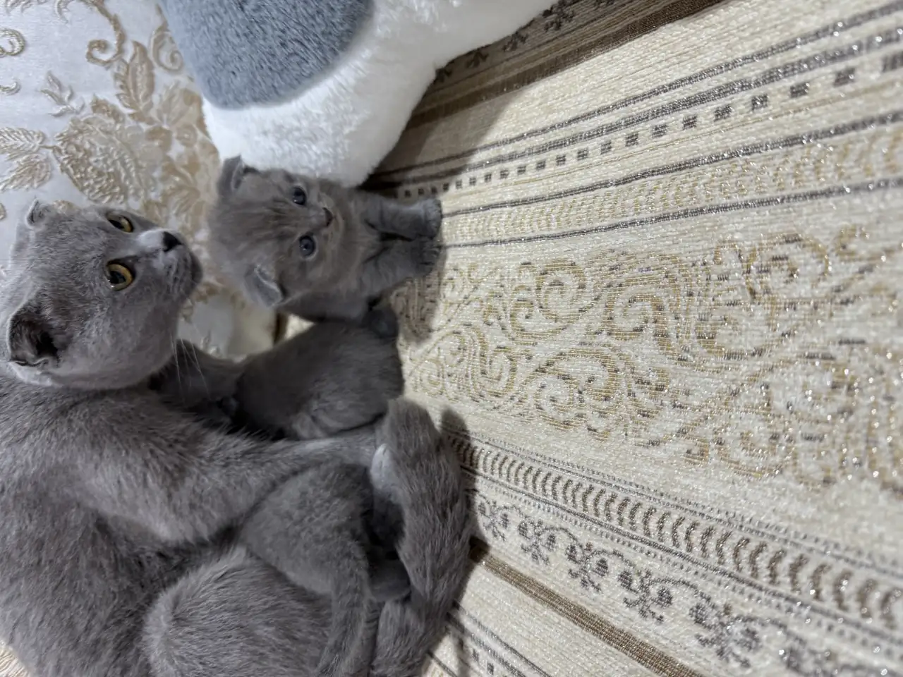 pavlenko100495icloud.com, фотография 5