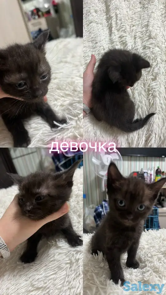 Отдам котят, фотография 2