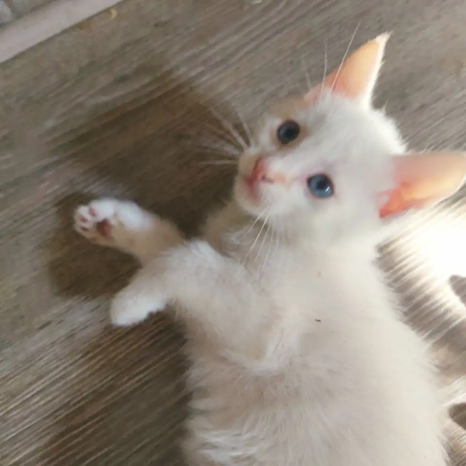 Отдам потрясающих котят в хорошие руки, можем помочь с доставкой, фотография 3