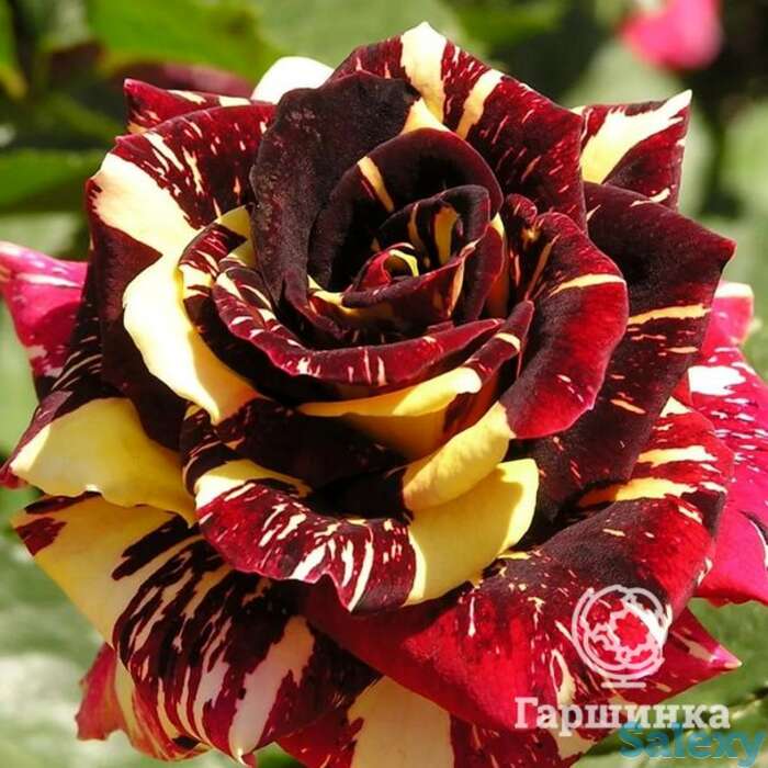 Роза хокус покус флорибунда, топалович, фотография 1