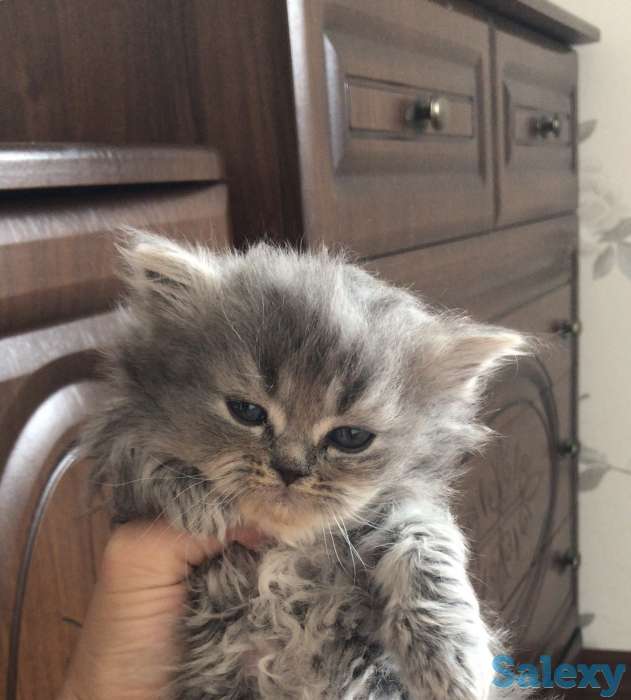 Продажа котят, фотография 2