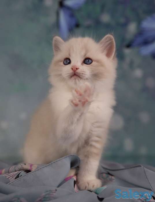 Великолепные котята породы Рэгдолл, фотография 3