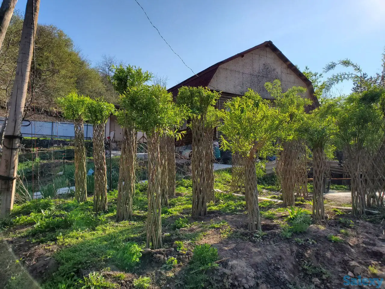 Плетеная ива (сибирская пальма) для Вашего сада!, фотография 5