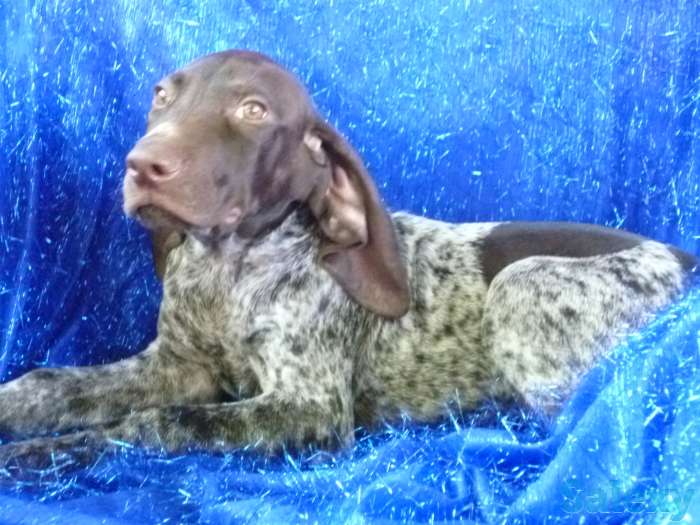 Курцхаара щенков продам, фотография 1